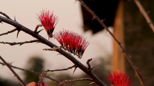 A detailed view of bright red ocotillo flowers blooming on a spiky, thorny branch against a soft, blurred natural background during golden hour.