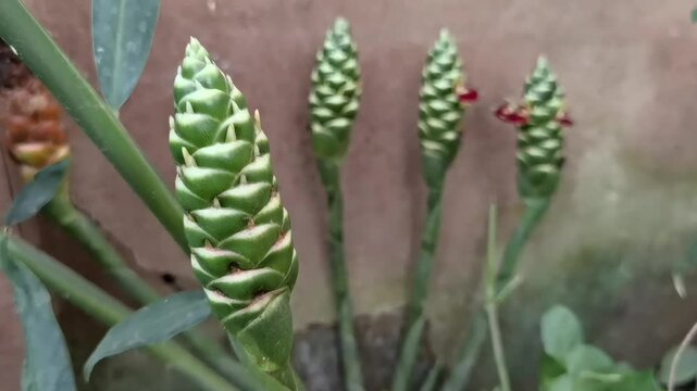 Common Ginger: A pan right camera technique displays young green cone-shaped flower buds of Zingiber officinale growing in the outdoor garden.