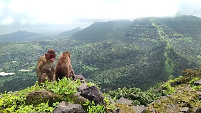 Rhesus macaque couple with stunning scenic view in Tikona fort, India. Monsoon season creates a perfect condition to visit those iconic Indian locations