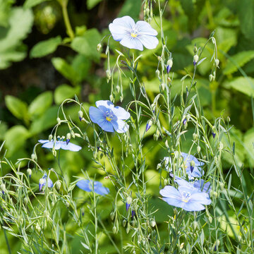 Cultivated flax (Linum usitatissimum) with numerous flowers with obovate blue petals with dark veins, a yellow center surrounding long stamens, in cymes of fine stems with linear green foliage