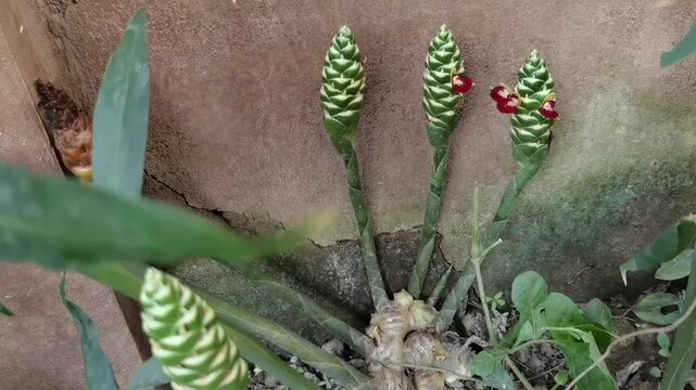 Common Ginger: A pan left camera movement reveals three Zingiber officinale flower spikes branching out from fresh ginger roots on the ground, swaying softly in a gentle wind.