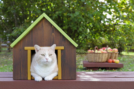A ginger cat is sitting in a pet house that&rsquo;s standing on a wooden path in an autumn orchard, with wicker baskets on the pedestal filled with ripe apples in the background. 