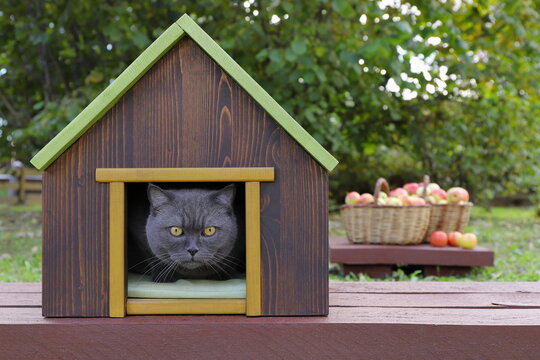 A grey cat is sitting in a pet house that&rsquo;s standing on a wooden path in an autumn orchard, with wicker baskets on the pedestal filled with ripe apples in the background.