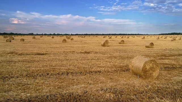 Low drone flight moves close past individual round straw bales across textured golden stubble creating strong foreground depth while hundreds of bales extend toward the flat tree lined horizon