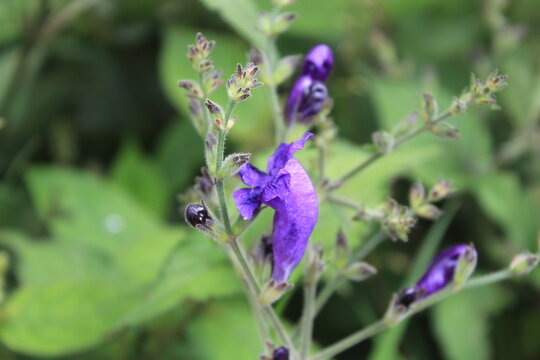 Strobilanthes attenuata, Mexican petunia, Kashmir acanthus or Strobilanthes atropurpureus
