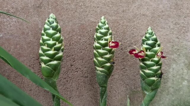 Common Ginger: A pan up camera movement showcases three green Zingiber officinale cones in different growth and blossoming phases against a rustic wall.