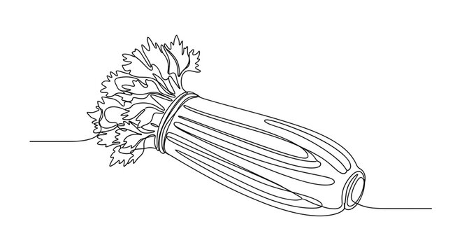Fresh celery stalk with leafy tops as healthy green vegetable