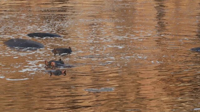 A group of a hippos (Hippopotamus amphibius) resting in water, Kruger National Park, South Africa