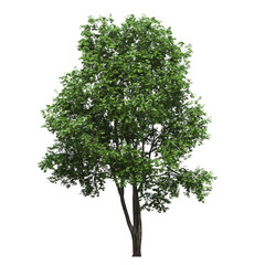 Obraz premium deciduous tree, isolate on a transparent background, 3d illustration