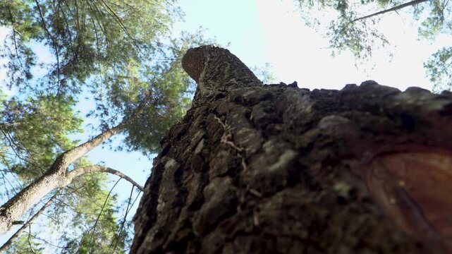 Rotating low angle view looking up a rough pine tree trunk against a green canopy and blue sky.