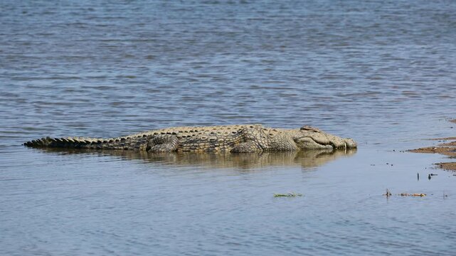 A large Nile crocodile (Crocodylus niloticus) basking in shallow water, Kruger National Park, South Africa