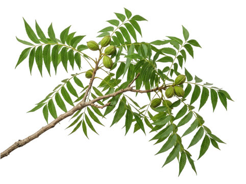 Pecan tree branch with green leaves and developing nuts isolated on transparent background for agricultural assets