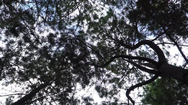 Low angle view looking up at dark pine tree branches and canopy against a bright blue sky.