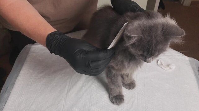 A close-up shows a person wearing black gloves using a flea comb to meticulously remove parasites from a domestic cat's dense coat