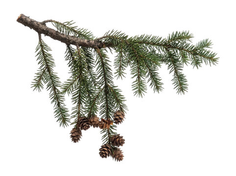 Coniferous spruce tree branch with small pine cones isolated on transparent background for winter holiday graphics