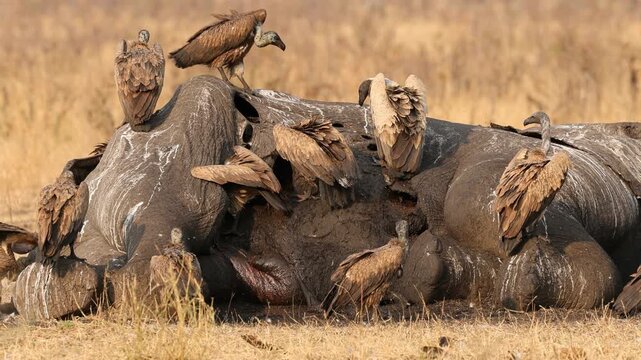 White-backed vultures (Gyps africanus) scavenging on a dead elephant, Kruger National Park, South Africa