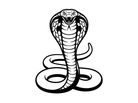 Cobra snake vector illustration in a defensive posture features an expanded hood and sharp fangs on a clean background.