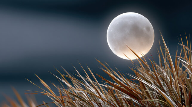Moonlit autumn background full moon dry grass night sky serene tranquil nature landscape outdoors peaceful scene