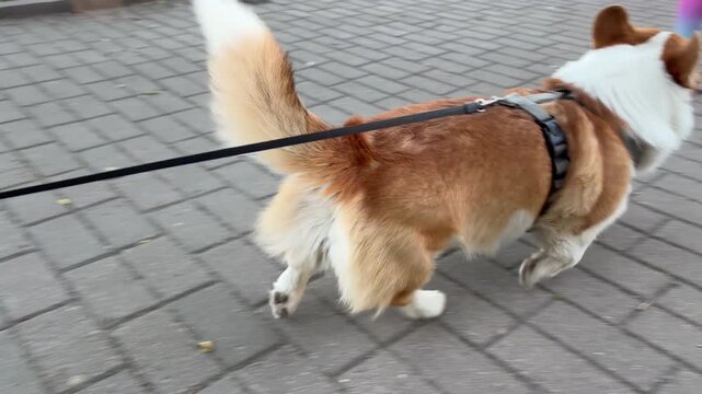 A tracking shot follows a happy Pembroke Welsh Corgi dog walking briskly on a grey brick paved walkway.