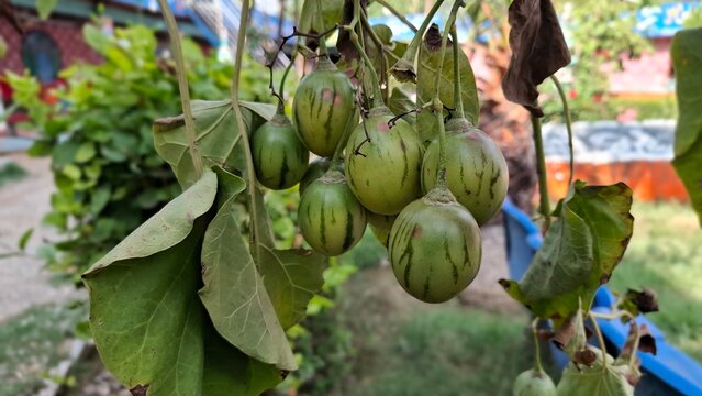 Tree Tomato or Tamarillo (Solanum betaceum)
