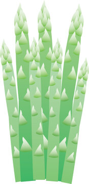 Fresh green asparagus vegetable vector illustration isolated on a clean background, ideal for food packaging, menus, advertising, and healthy lifestyle designs.