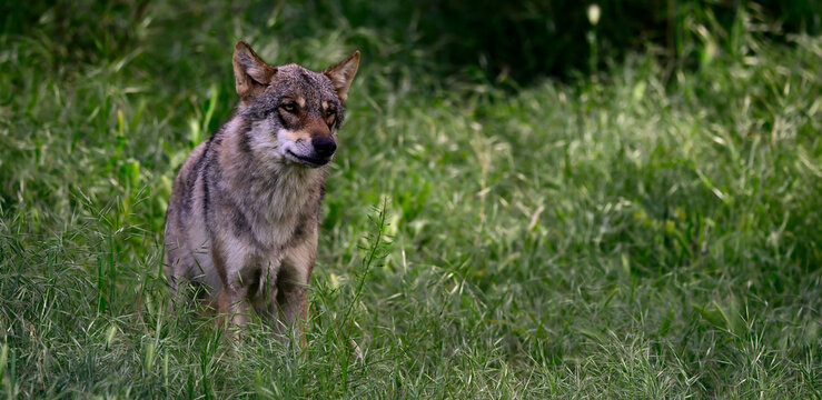 European wolf // Europ&auml;ischer Wolf (Canis lupus lupus)