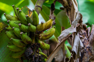 Clusters of wild, green bananas grow laden with fruit under the tropical sun. © paul