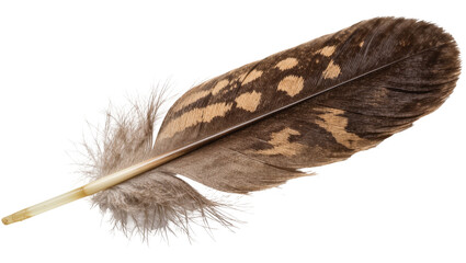 Detailed brown and tan speckled bird feather with fluffy base, isolated on transparent background © iPNGi