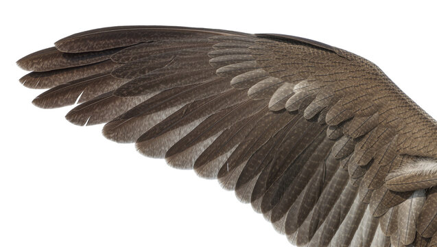Detailed brown bird wing with layered feathers, isolated on transparent background