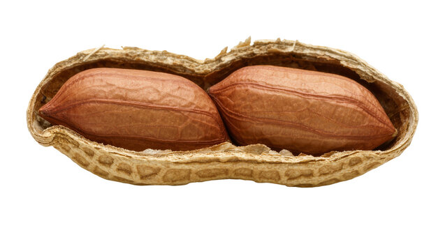 Open peanut shell with two brown kernels inside, isolated on transparent background
