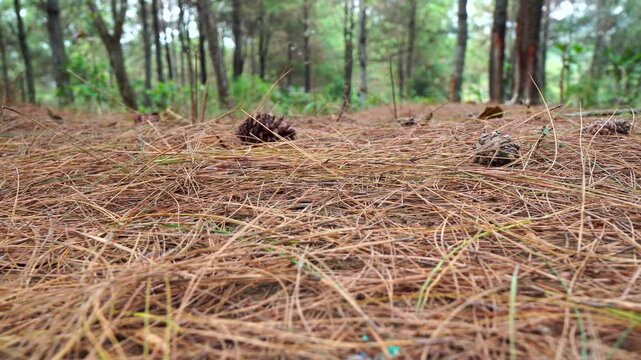 Low angle view of pine needles falling onto a dry forest floor with pinecones against a blurred tree background.