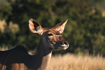 Female kudu watching from tall dry grass © Luigi
