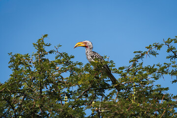 Yellow billed hornbill perched on a green branch © Luigi