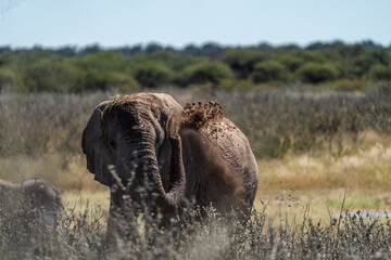 Elephant throwing dust over its back © Luigi
