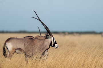 Gemsbok with long straight horns in dry grass © Luigi