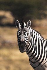 Plains zebra looking straight at the camera © Luigi