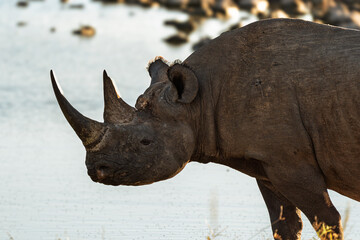 Black rhino walking across a white salt pan © Luigi