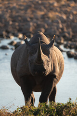 Black rhino walking straight toward the water © Luigi
