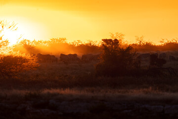 Zebra herd backlit by a burning orange sunset © Luigi