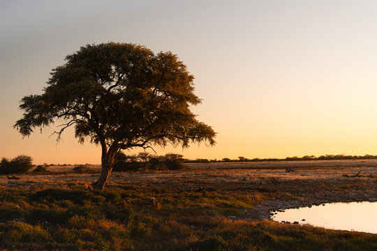 Lone acacia tree beside a waterhole at sunset