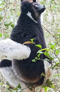 Adorable Indri Lemur hanging with a tree in jungle, Looking confused 