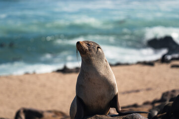 Fototapeta premium Fur seal sitting upright in front of the surf