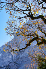 Fototapeta premium Bergahorn im herbstlichen Sonnenlicht, Eng Alm, Hinterriß, Karwendel, Tirol, Österreich