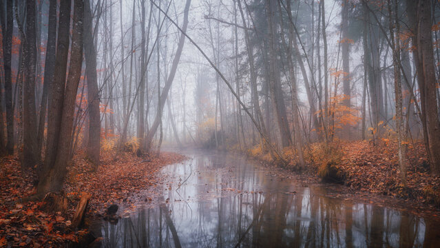 Der Auwald von Weilheim im geheimnisvollen Morgenlicht im Herbst, Weilheim, Bayern, Deutschland