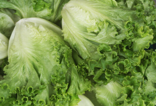 Chinese lettuce vegetables close up	