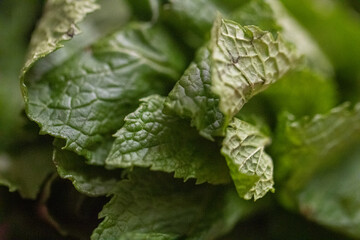 Macro Texture of Fresh Green Mint Leaves Close Up © InversedSlayer