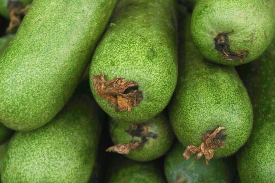 Many fresh winter melons close up	