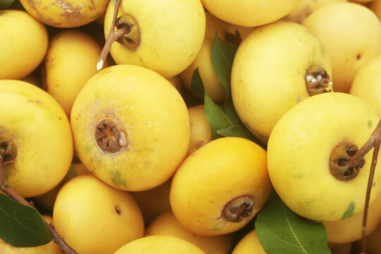 Many gold apple fruits close up, Diospyros decandra