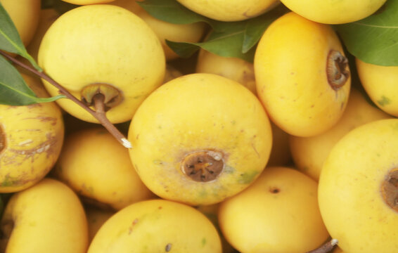 Many gold apple fruits close up, Diospyros decandra