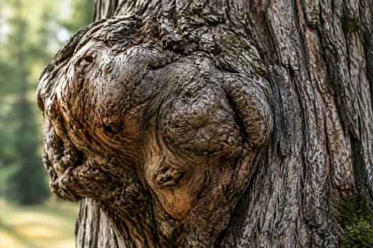 A detailed close-up of a large, gnarled burl on a tree trunk, distorting the straight grain of the wood.